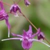 EPIMEDIUM Grandiflorum 'Lilafee'