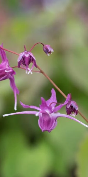 EPIMEDIUM Grandiflorum 'Lilafee' 1 EPIMEDIUM Grandiflorum 'Lilafee'