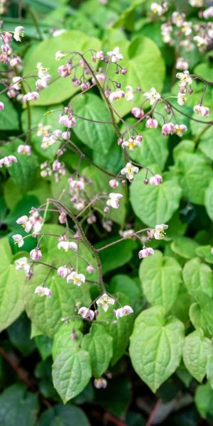 EPIMEDIUM Pubigerum 1 EPIMEDIUM Pubigerum
