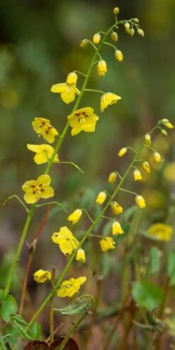 New Release -Hardy Garden Verkoop epimedium x perralchicum frohnleiten 4010751