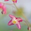 EPIMEDIUM X Rubrum