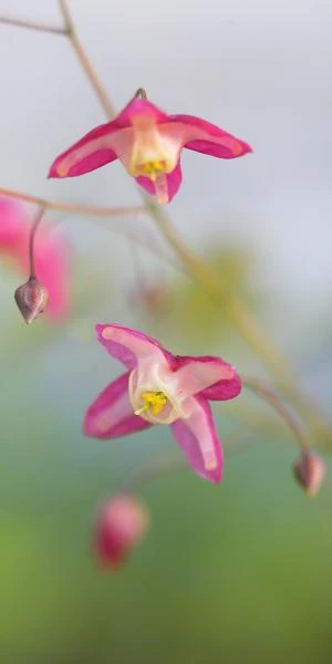 EPIMEDIUM X Rubrum 1 EPIMEDIUM X Rubrum
