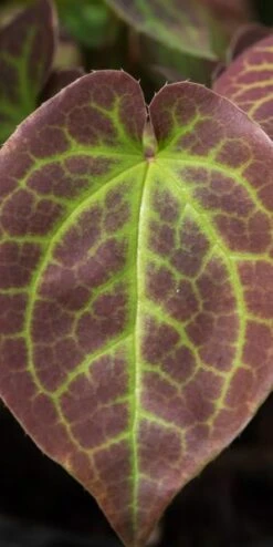 New Release -Hardy Garden Verkoop epimedium x versicolor sulphureum 3300009 2