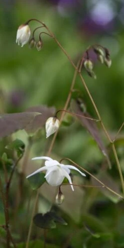 EPIMEDIUM X Youngianum 'Niveum'