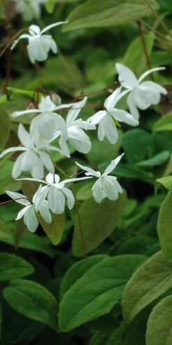 New Release -Hardy Garden Verkoop epimedium x youngianum niveum