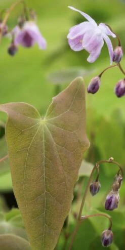 New Release -Hardy Garden Verkoop epimedium x youngianum roseum