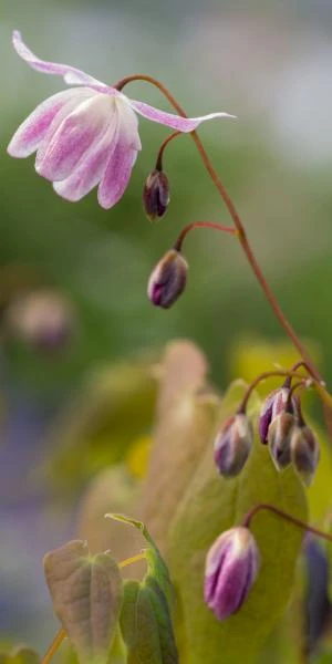 EPIMEDIUM X Youngianum 'Roseum' 1 EPIMEDIUM X Youngianum 'Roseum'