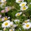 ERIGERON Karvinskianus (Profusion)