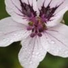 ERODIUM 'Felicity'