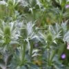 ERYNGIUM Giganteum