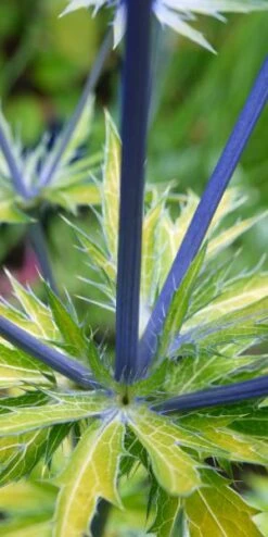 ERYNGIUM X Zabelii 'Neptune's Gold' PBR -Hardy Garden Verkoop eryngium neptunes gold stem 1040107