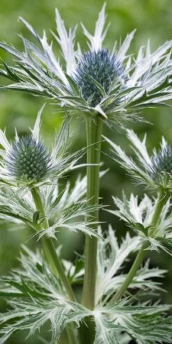ERYNGIUM X Oliverianum