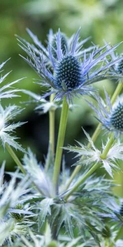 Hardy Garden Verkoop -Hardy Garden Verkoop eryngium x zabelii big blue 6170435