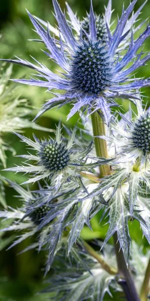 ERYNGIUM X Zabelii 'Jos Eijking' 2 ERYNGIUM X Zabelii 'Jos Eijking' - Image 2