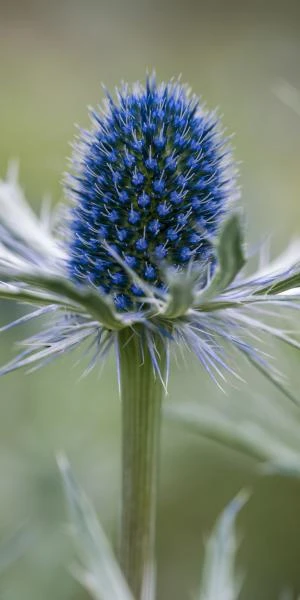 ERYNGIUM X Zabelii 'Jos Eijking' 1 ERYNGIUM X Zabelii 'Jos Eijking'