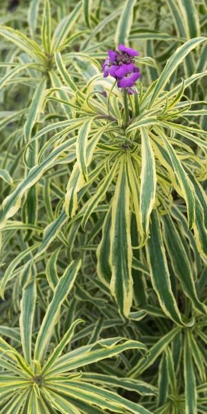 ERYSIMUM Linifolium 'Variegatum' 1 ERYSIMUM Linifolium 'Variegatum'
