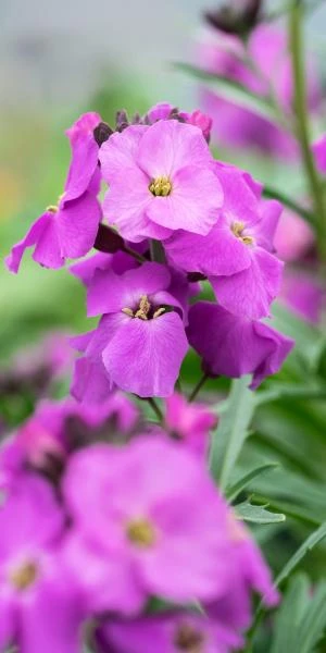 ERYSIMUM 'Winter Joy' 1 ERYSIMUM 'Winter Joy'