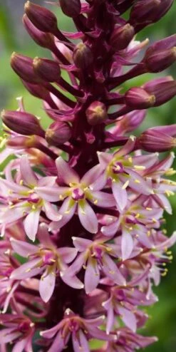 EUCOMIS Comosa 'Sparkling Burgundy' -Hardy Garden Verkoop eucomis comosa sparkling burgundy 2