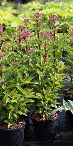 EUTROCHIUM Purpureum 'Baby Joe' PBR 2 EUTROCHIUM Purpureum 'Baby Joe' PBR - Image 2