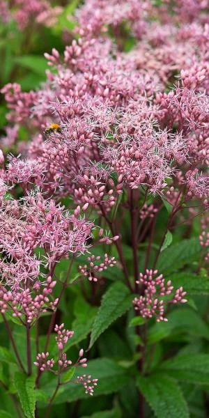 EUTROCHIUM Purpureum 'Baby Joe' PBR 1 EUTROCHIUM Purpureum 'Baby Joe' PBR