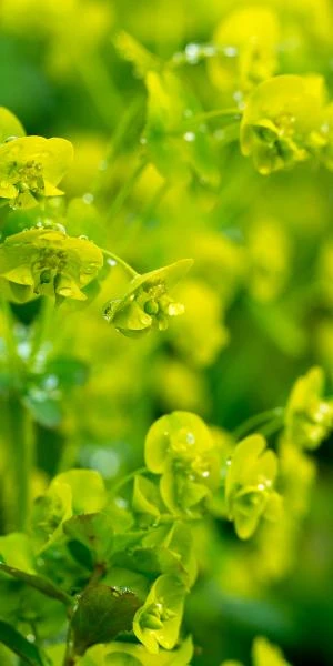 EUPHORBIA Amygdaloides Var. Robbiae 3 EUPHORBIA Amygdaloides Var. Robbiae - Image 3