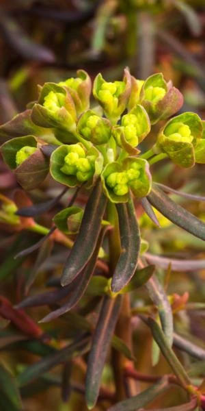 EUPHORBIA Cyparissias 'Fens Ruby' 2 EUPHORBIA Cyparissias 'Fens Ruby' - Image 2