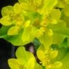 EUPHORBIA Epithymoides (polychroma)