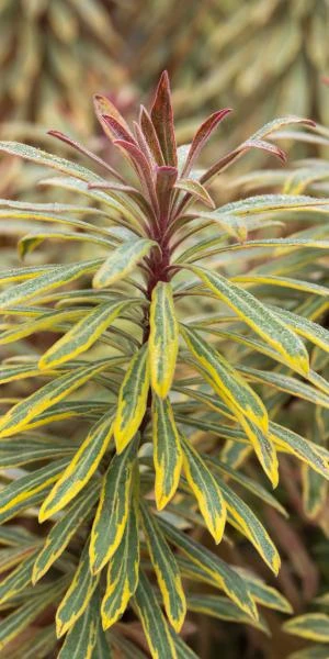 EUPHORBIA X Martinii 'Ascot Rainbow' PBR 1 EUPHORBIA X Martinii 'Ascot Rainbow' PBR