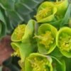 EUPHORBIA Myrsinites