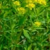 EUPHORBIA Palustris