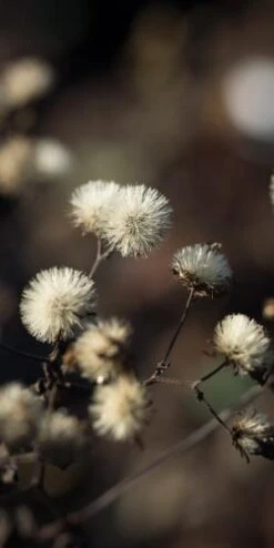 EURYBIA Divaricata -Hardy Garden Verkoop eurybia divaricata 010220