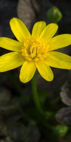 FICARIA Verna 'Brazen Child' 5 FICARIA Verna 'Brazen Child' -Hardy Garden Verkoop ficaria verna brazen child 2130699 2