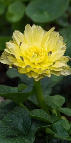 FICARIA Verna 'Double Mud' 1 FICARIA Verna 'Double Mud'