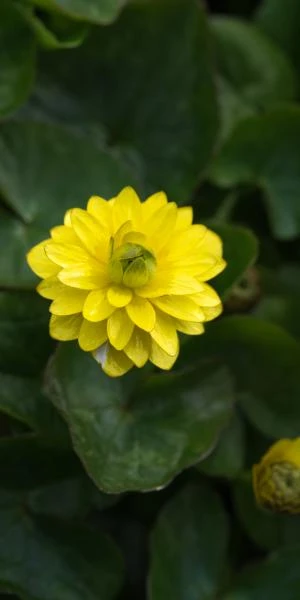 FICARIA Verna Flore Pleno Group 1 FICARIA Verna Flore Pleno Group