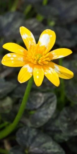 FICARIA Verna 'Fried Egg' -Hardy Garden Verkoop ficaria verna fried egg 2070552