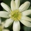 FICARIA Verna 'Randall's White'