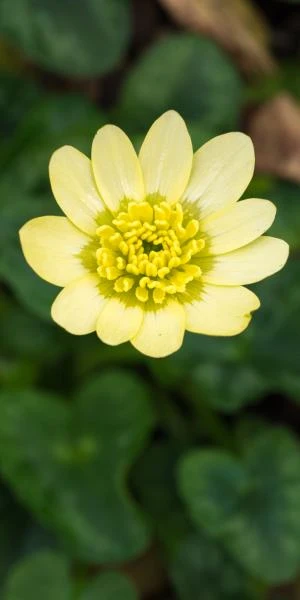 FICARIA Verna 'Salmon's White' 1 FICARIA Verna 'Salmon's White'