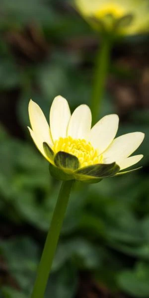 FICARIA Verna 'Salmon's White' 2 FICARIA Verna 'Salmon's White' - Image 2