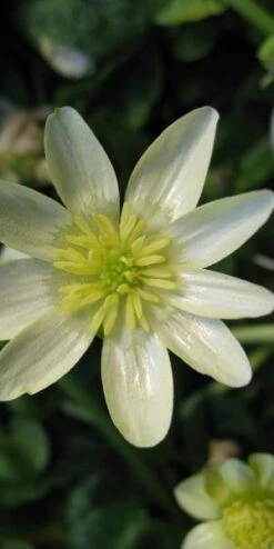 FICARIA Verna 'Salmon's White' 5 FICARIA Verna 'Salmon's White' -Hardy Garden Verkoop ficaria verna salmon s white