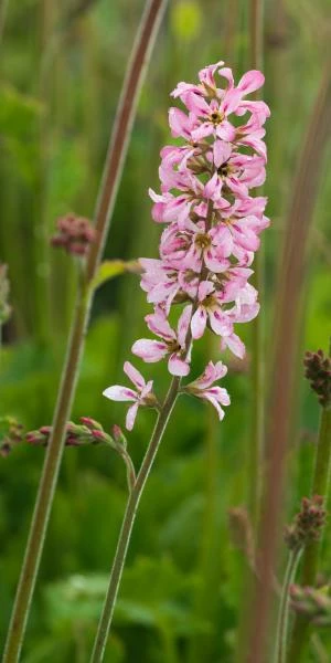 FRANCOA Sonchifolia 'Pink Bouquet' 1 FRANCOA Sonchifolia 'Pink Bouquet'