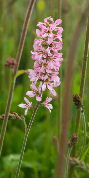 FRANCOA Sonchifolia 'Petite Bouquet' 2 FRANCOA Sonchifolia 'Petite Bouquet' - Image 2