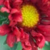 GAILLARDIA X Grandiflora 'Burgunder'