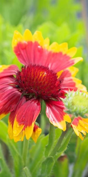 GAILLARDIA X Grandiflora 'Dazzler' 1 GAILLARDIA X Grandiflora 'Dazzler'