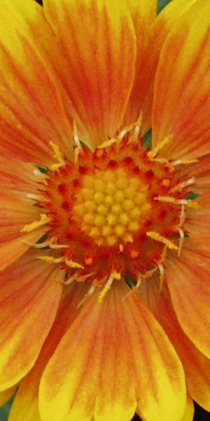 GAILLARDIA 'ST. Clements' (Oranges And Lemons) PBR 2 GAILLARDIA 'ST. Clements' (Oranges And Lemons) PBR - Image 2