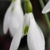 GALANTHUS 'Atkinsii'