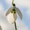 GALANTHUS Elwesii 'Helen Tomlinson'