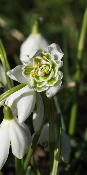 GALANTHUS Nivalis F. Pleniflorus 'Flore Pleno' 1 GALANTHUS Nivalis F. Pleniflorus 'Flore Pleno'