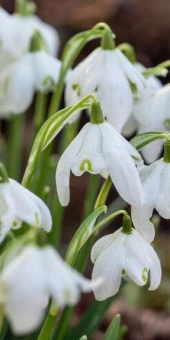 GALANTHUS Nivalis F. Pleniflorus 'Flore Pleno' 5 GALANTHUS Nivalis F. Pleniflorus 'Flore Pleno' -Hardy Garden Verkoop galanthus nivalis flore plena web 2100264