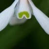 GALANTHUS Woronowii