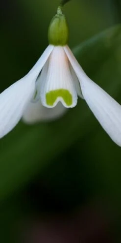 GALANTHUS Woronowii